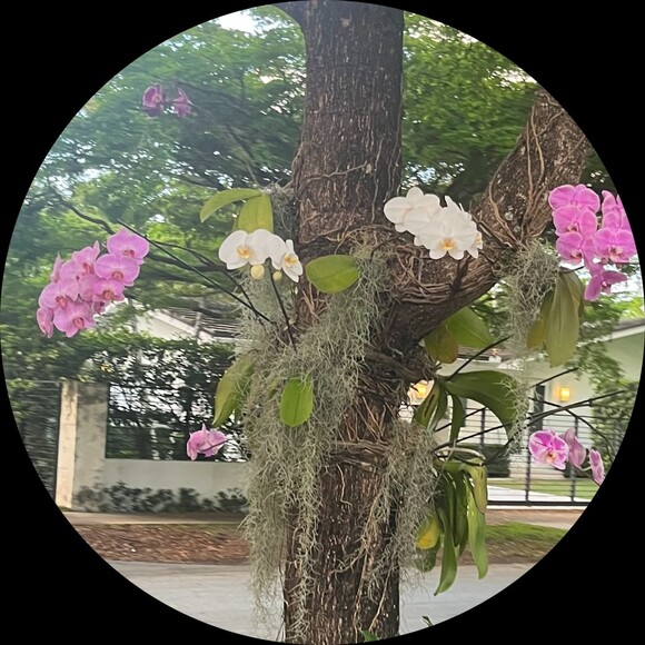 carolinapala140